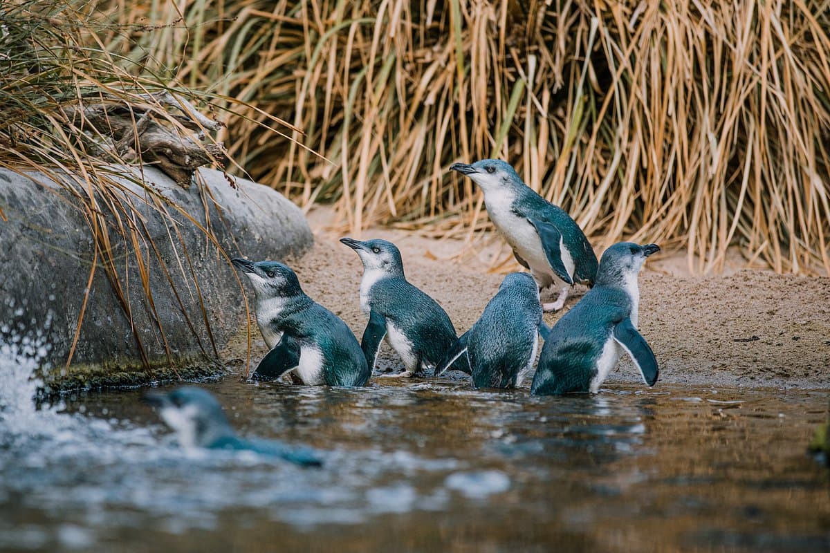National Aquarium of New Zealand 워크스루 수족관